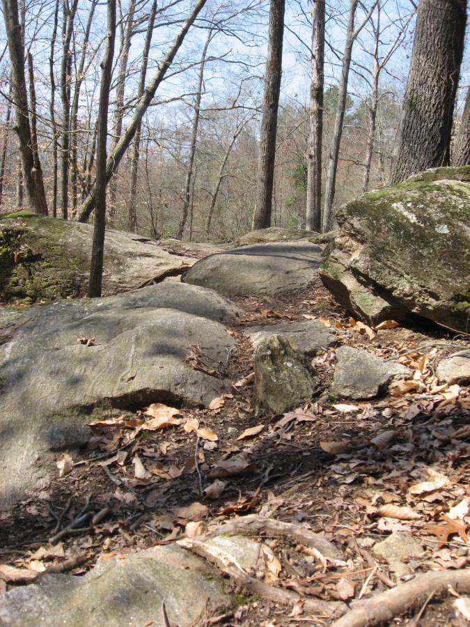 Rocky trail winding through a wooded area, featuring large rocks and scattered leaves on the ground, with trees standing tall in the background under a clear blue sky. Hawkes Creek mountain bike trail.
