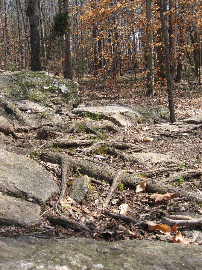 A close-up view of a rocky forest floor, featuring exposed tree roots, scattered dry leaves, and some green grass peeking through. In the background, tall trees with bare branches and a few remaining dried leaves are visible, indicating early spring. Hawkes Creek mountain bike trail.