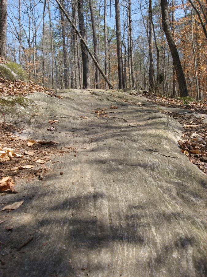 A rocky trail leading through a forest, with a smooth, worn stone surface and scattered leaves, surrounded by tall trees and a clear blue sky. Hawkes Creek mountain bike trail.