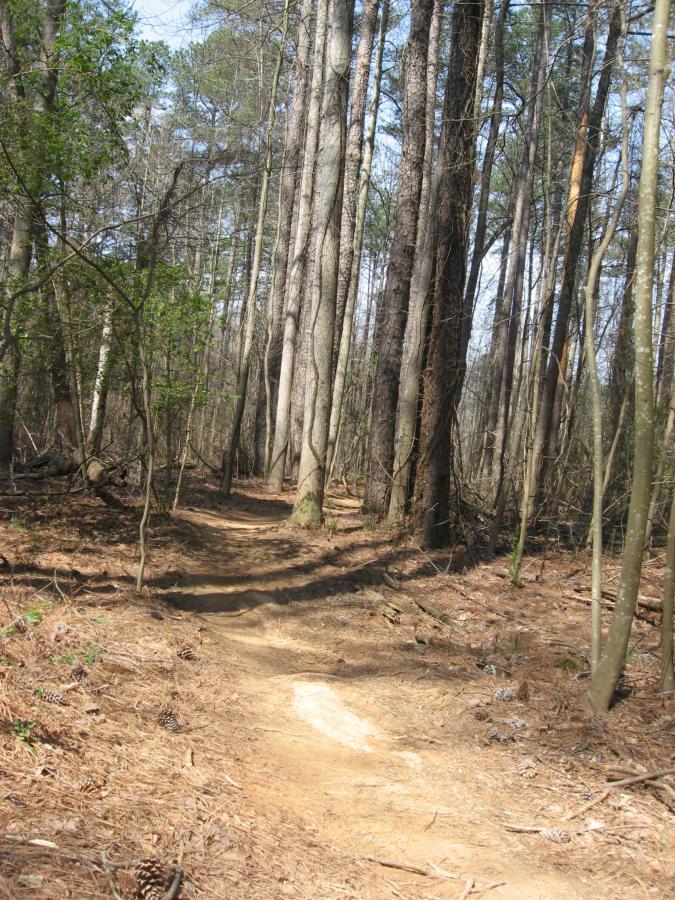 A dirt trail winding through a dense forest of tall trees, with patches of sunlight filtering through the canopy. The ground is covered in pine needles and small pinecones, creating a natural path surrounded by greenery and bare branches. Fort Yargo State Park mountain bike trail.
