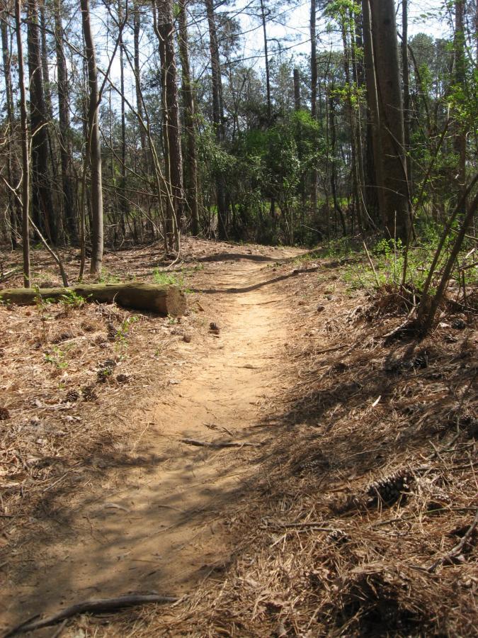 A narrow, winding dirt path through a forest, surrounded by tall trees and patches of greenery. The ground is covered with pine needles and small twigs, leading further into the woods under a bright blue sky. Fort Yargo State Park mountain bike trail.