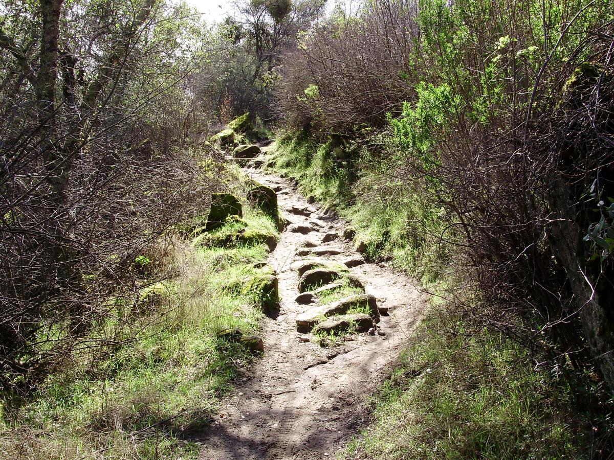 A rocky, winding hiking trail surrounded by lush greenery and shrubs. The path features uneven stones and patches of grass, leading through a natural landscape under bright sunlight. Granite Bay Trail mountain bike trail.