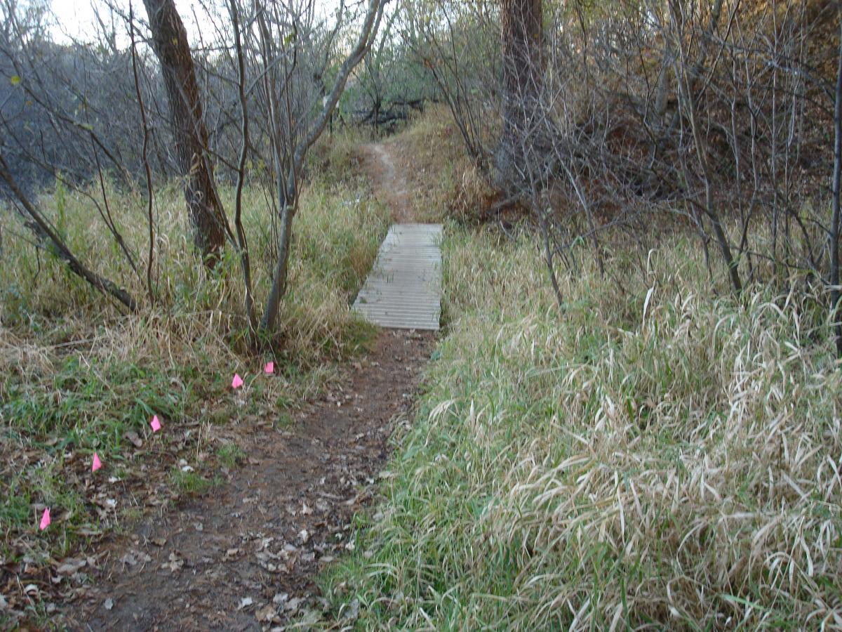 A narrow dirt path leads through overgrown grass and sparse trees, with a wooden walkway crossing a small area. Bright pink flags line the left side of the trail, indicating a route or marking an area. The scene captures a natural, wooded environment with autumn foliage. Lowes Creek mountain bike trail.
