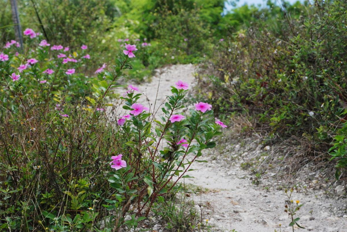 A pathway lined with pink flowers and green foliage, surrounded by a natural landscape. The path is sandy and leads through a lush area with a variety of plants in the background. Quiet Waters Park mountain bike trail.
