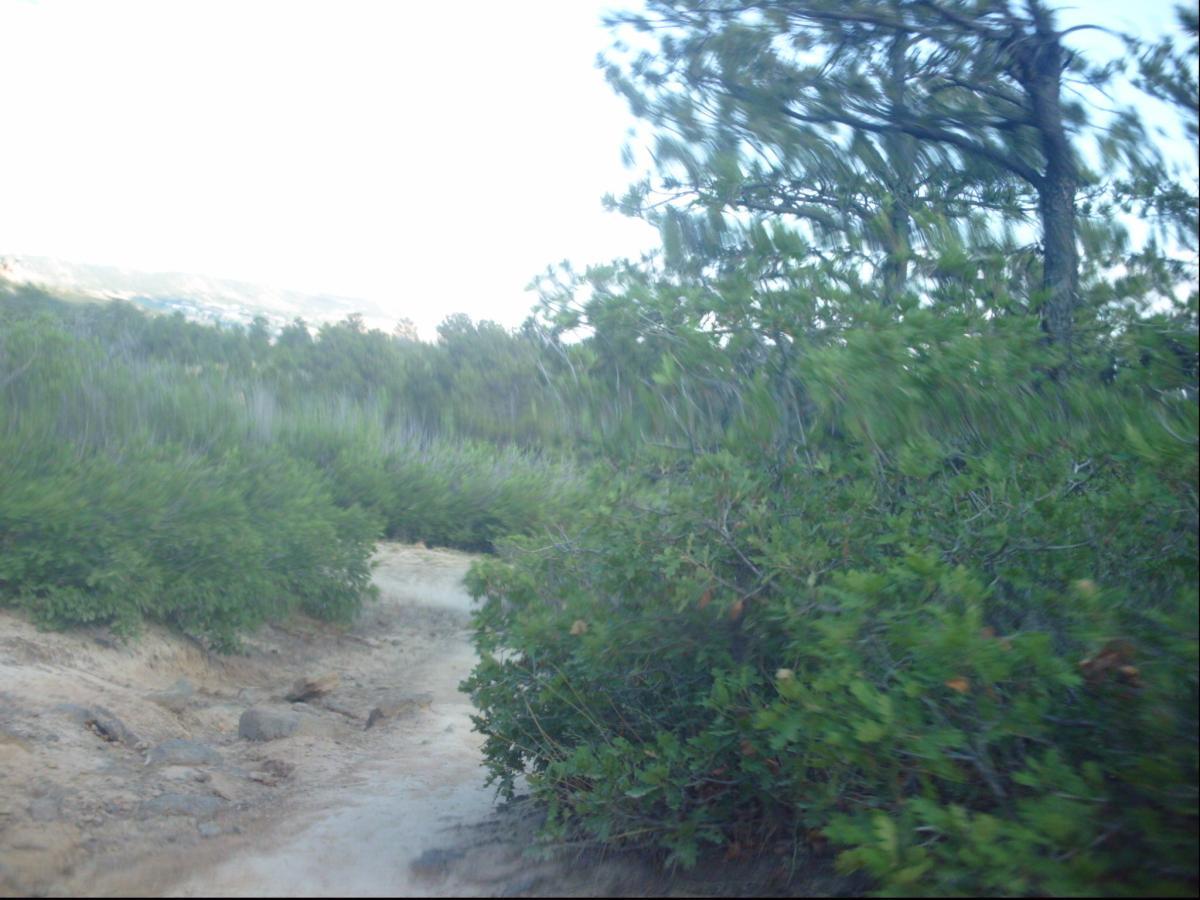 A winding dirt path surrounded by green shrubs and trees, with a blurred view of distant hills under a bright sky. Ute Valley Park mountain bike trail.