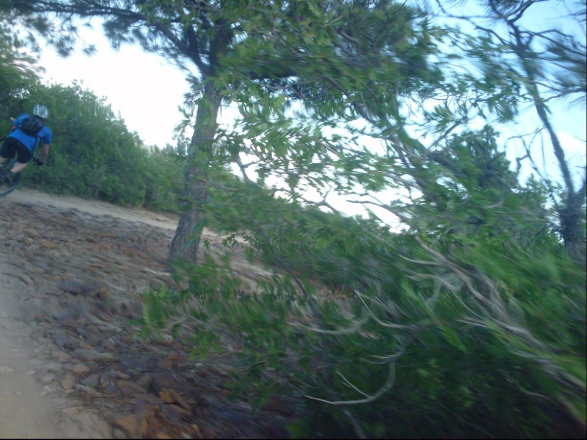 A cyclist in a blue shirt rides along a rocky trail surrounded by lush greenery and trees, capturing the motion and dynamic nature of mountain biking in a natural setting. Ute Valley Park mountain bike trail.