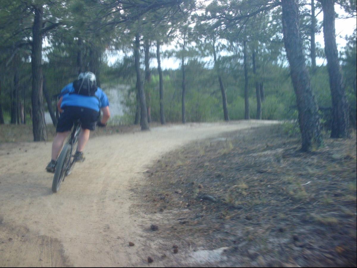 A mountain biker wearing a blue shirt and black shorts rides along a dirt path surrounded by tall pine trees. The cyclist is leaning forward, gaining speed as they navigate a bend in the trail. Ute Valley Park mountain bike trail.