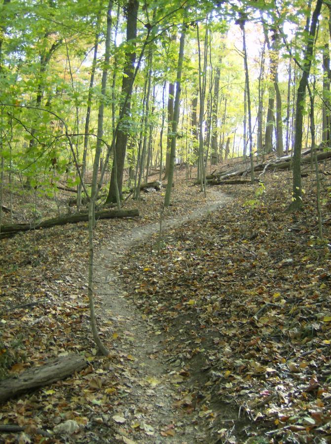 A winding dirt trail through a wooded area, surrounded by tall trees with green and yellow leaves, and a ground covered with fallen leaves. East Fork mountain bike trail.