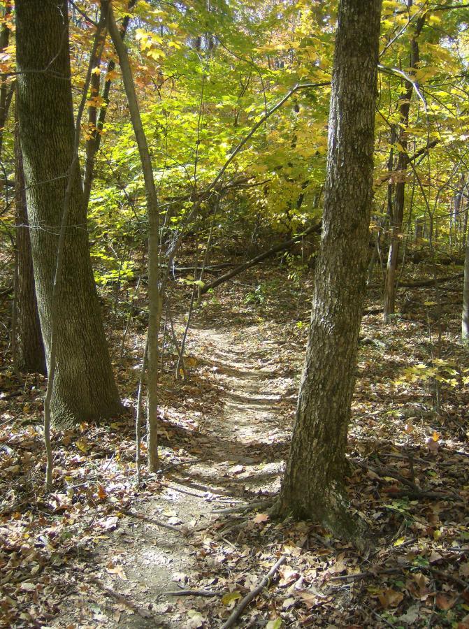 A winding dirt path through a wooded area, surrounded by trees with vibrant autumn leaves in shades of green, yellow, and orange. Fallen leaves cover the ground, creating a peaceful, natural scene. East Fork mountain bike trail.