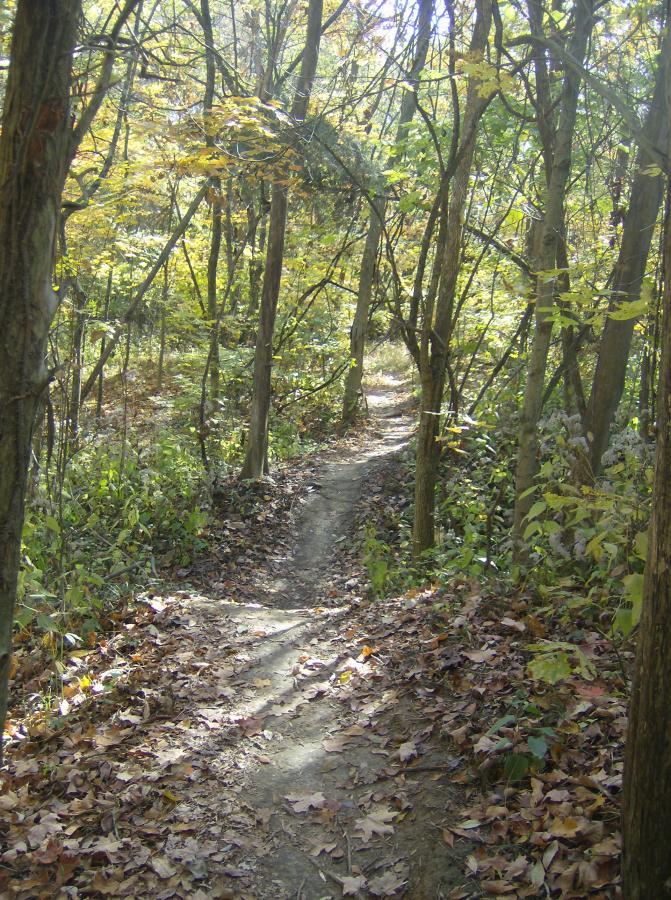 A narrow dirt path winding through a wooded area, surrounded by trees in various shades of green and hints of autumn colors. The ground is covered with fallen leaves, creating a natural carpet along the trail. Sunlight filters through the trees, illuminating the pathway ahead. East Fork mountain bike trail.