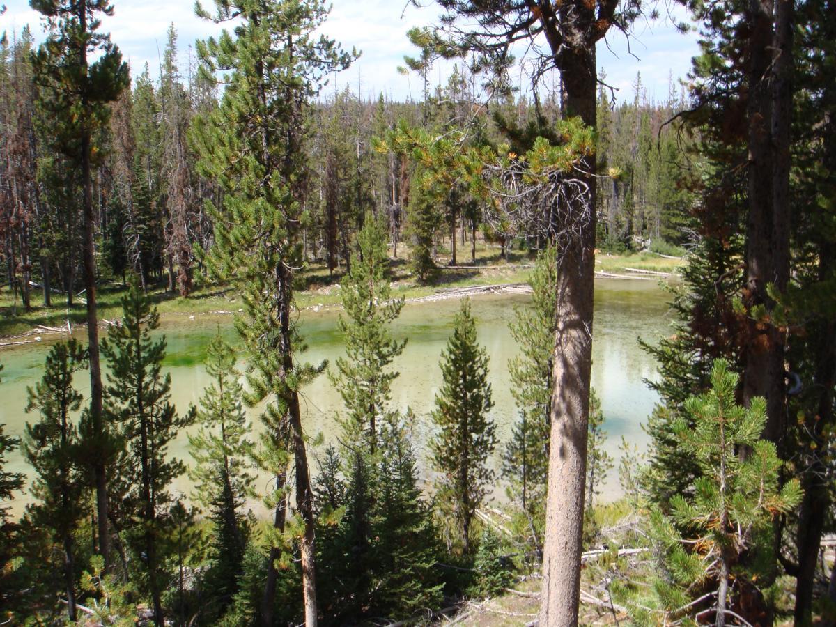 A serene view of a forested landscape featuring tall pine trees surrounding a calm, greenish body of water. The scene captures the natural beauty of the wilderness with patches of sunlight filtering through the trees and reflecting off the water's surface. Elk Meadows Loop mountain bike trail.