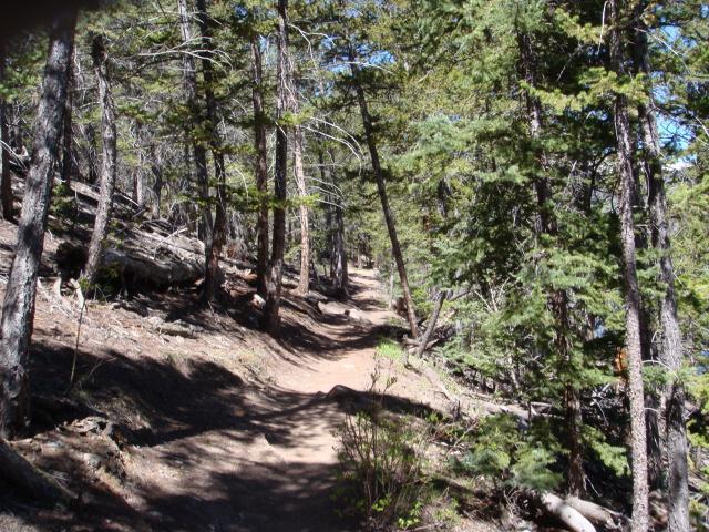 A winding dirt path meanders through a sunlit forest, bordered by tall trees and scattered underbrush. The terrain appears uneven, with fallen logs and patches of grass along the trail. The sky peeks through the canopy, suggesting a clear day. Colorado Trail mountain bike trail.