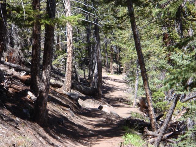 A narrow dirt path winding through a dense forest, surrounded by tall trees and scattered pine needles. Sunlight filters through the leaves, creating a calm and serene atmosphere. Colorado Trail mountain bike trail.