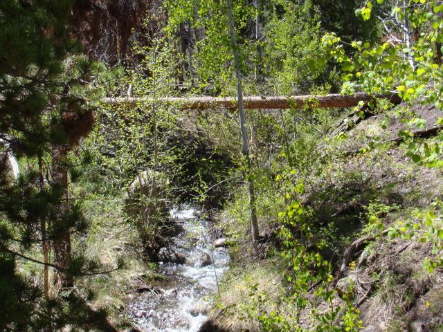 A serene natural scene featuring a flowing stream surrounded by lush green foliage and young trees. A fallen log spans the landscape, adding a rustic touch to the tranquil environment. Sunlight filters through the leaves, creating a peaceful atmosphere in the woods. Colorado Trail mountain bike trail.