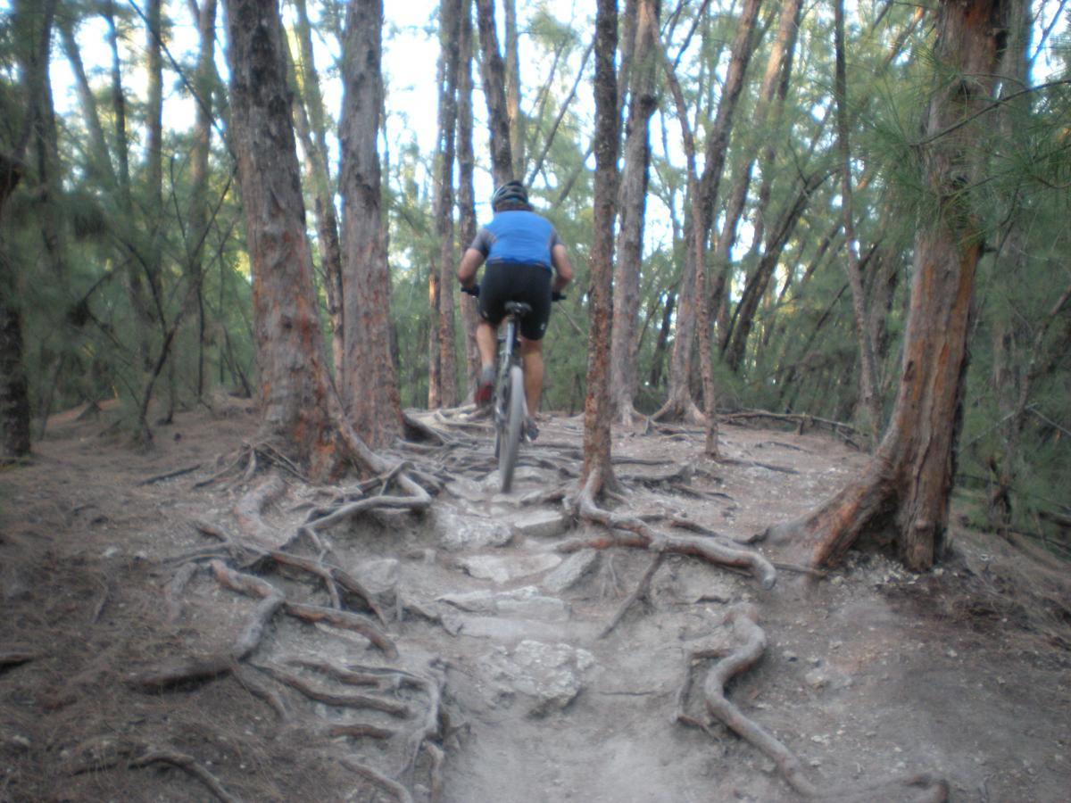 A mountain biker riding along a rocky trail surrounded by tall trees and exposed roots in a wooded area. The cyclist is wearing a blue shirt and a helmet, navigating the uneven terrain with an emphasis on outdoor adventure. Oleta River State Park mountain bike trail.