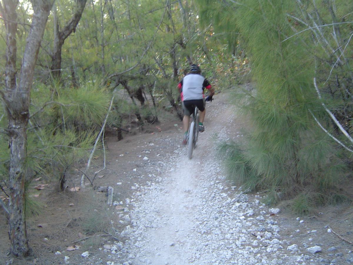 A mountain biker riding along a narrow dirt trail surrounded by tall trees and dense vegetation. The biker is seen from behind, navigating through a natural setting. The ground is covered in gravel and small pebbles, with patches of sunlight filtering through the tree branches. Oleta River State Park mountain bike trail.