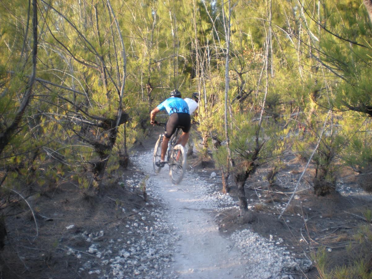 A mountain biker riding along a narrow gravel path through a dense forest of young pine trees. The biker, dressed in a blue and black jersey, leans forward as they navigate the trail, creating a cloud of dust behind them. The scene captures the essence of outdoor adventure and exploration. Oleta River State Park mountain bike trail.
