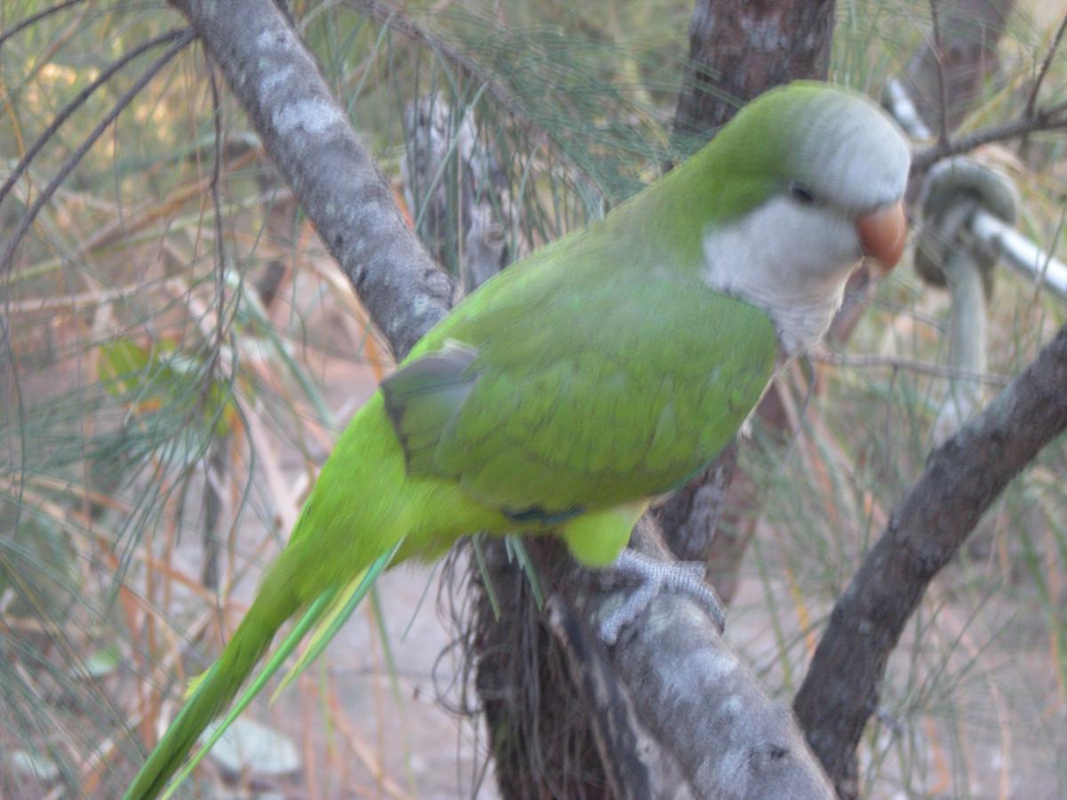 A green bird with a pale gray face and orange beak perched on a branch, surrounded by greenery. Oleta River State Park mountain bike trail.