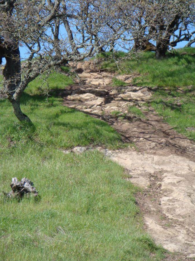 A winding dirt path leads through a grassy area, flanked by bare trees against a clear blue sky. The path, marked by rocky sections, curves upward through the landscape, with a weathered tree stump visible on the left side. Rockville Park mountain bike trail.