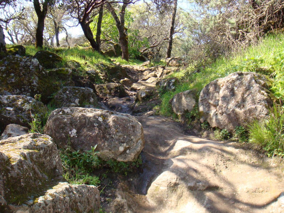 A rocky path winding through a lush forest, surrounded by trees and green vegetation. Sunlight casts gentle shadows on the uneven terrain, highlighting the large, moss-covered boulders alongside the trail. Rockville Park mountain bike trail.