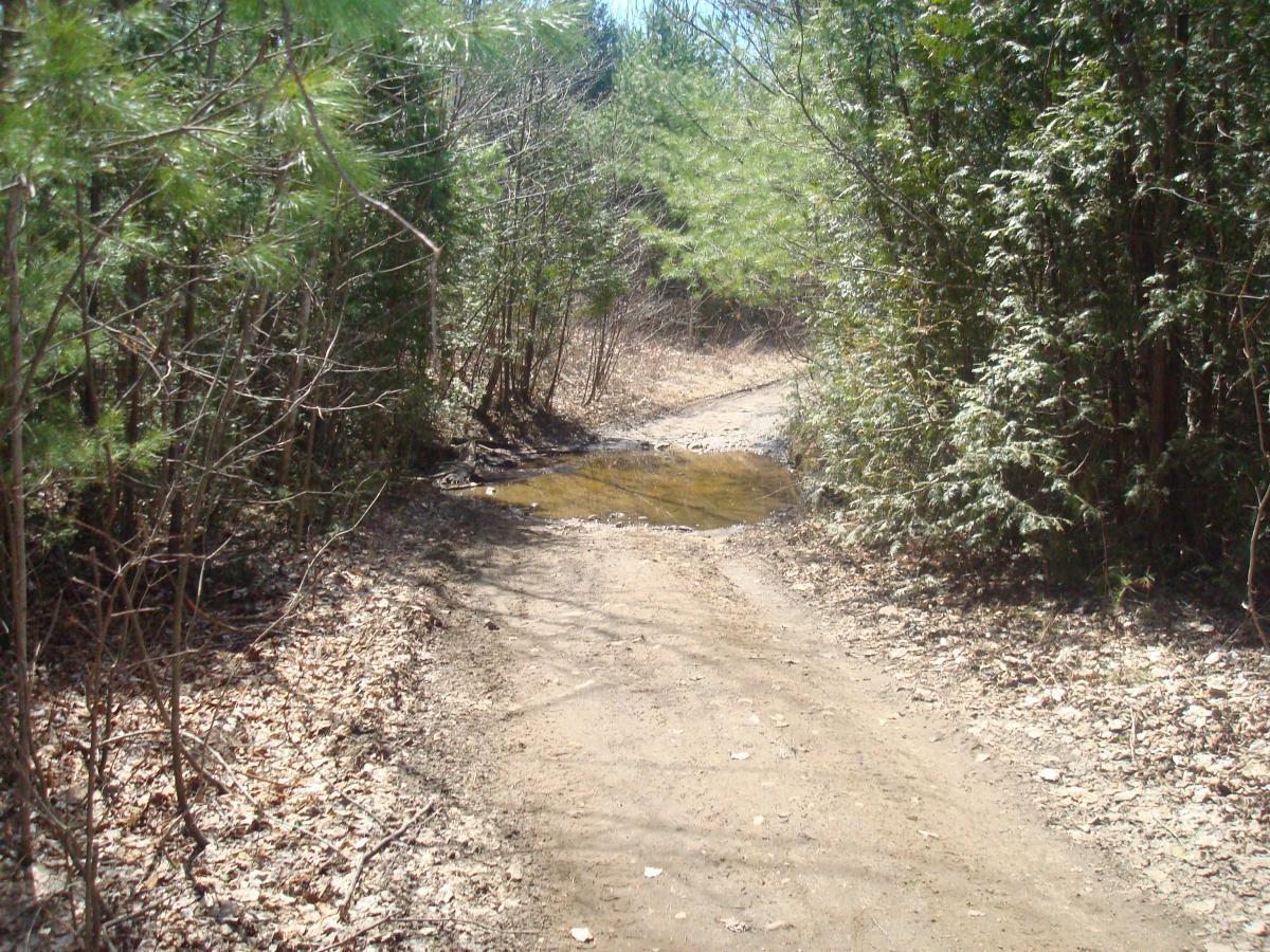 A dirt path winding through a forested area, flanked by trees. A small puddle of water appears on the path, surrounded by dried leaves and twigs. The scene captures a tranquil, natural setting with sparse vegetation. Blue Trail mountain bike trail.