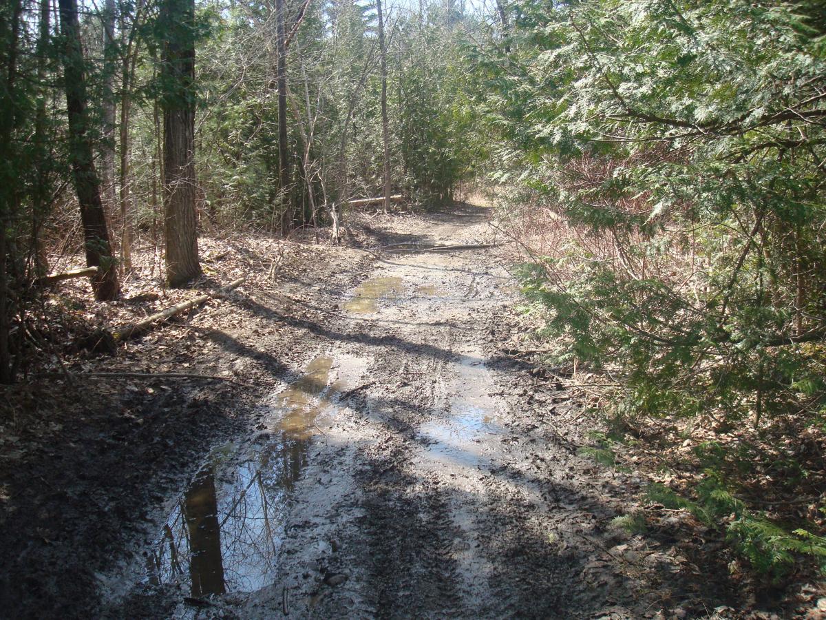 A muddy forest path surrounded by trees, with patches of water pooling along the ground. The scene includes fallen leaves and a mixture of dried earth and wet spots, indicating recent rain or melting snow. Blue Trail mountain bike trail.