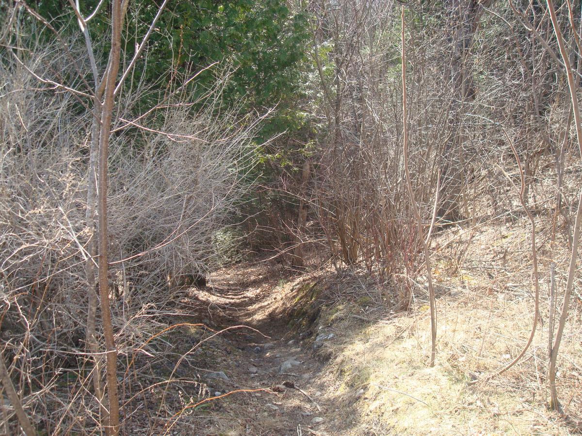 A narrow, winding trail through a sparse, wooded area, bordered by dry, tangled brush and young trees, leading into a shaded forest. The ground is uneven with patches of grass and stones visible, suggesting an undeveloped path in natural surroundings. Blue Trail mountain bike trail.