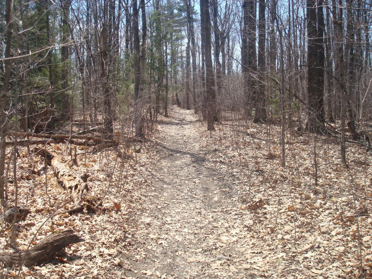 A narrow dirt path winding through a wooded area, surrounded by tall, leafless trees and scattered dried leaves on the ground. The scene is peaceful and bright, under a clear blue sky. Blue Trail mountain bike trail.