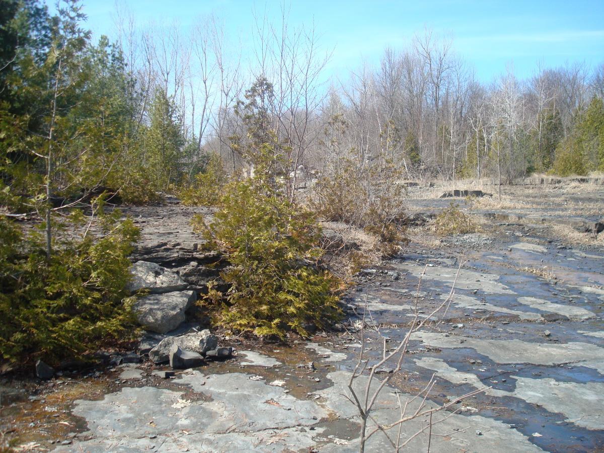A rocky landscape features patches of grass and sparse trees under a clear blue sky. The ground is mostly flat, with exposed stone and scattered vegetation, including small bushes and trees, indicating a transition from dense forest to more open terrain. Blue Trail mountain bike trail.