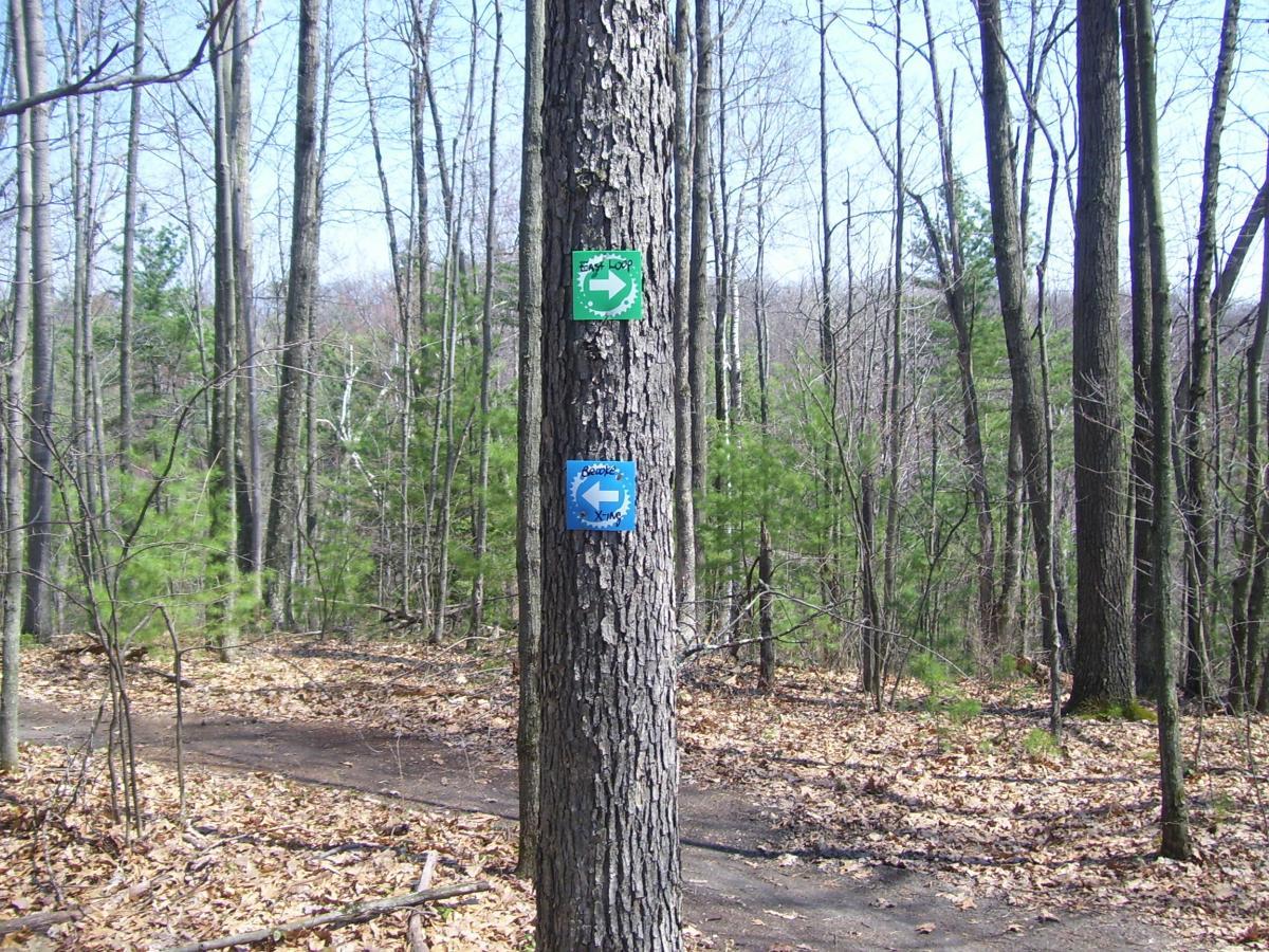 Two directional signs on a tree in a forested area, indicating the East Loop trail with a green arrow pointing right and another trail marker for 'Blue Loop' with a blue arrow pointing left. Surrounding the signs are bare trees and scattered leaves on the ground, suggesting an early spring setting. Sunny Hollow mountain bike trail.
