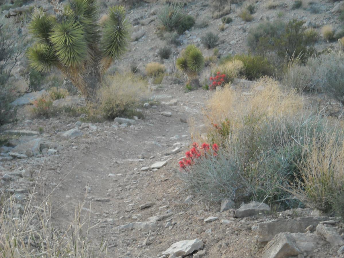 A winding dirt path leading through a rocky desert landscape, bordered by green and brown shrubs, with a prominent Joshua tree on the left. Bright red flowers emerge among the vegetation, adding a splash of color to the earthy tones of the surroundings. Blue Diamond mountain bike trail.