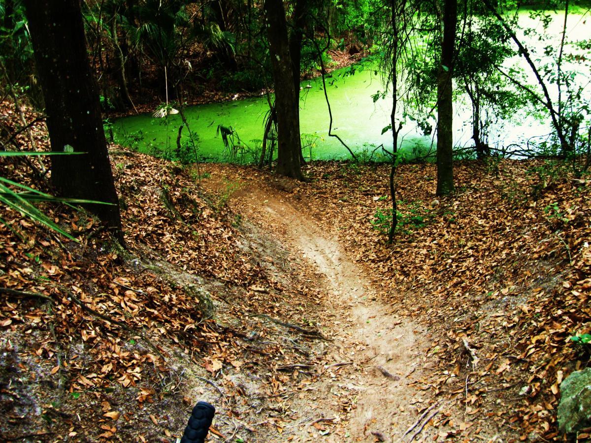 A narrow dirt trail lined with fallen leaves meanders down a slope towards a small, still body of greenish water, surrounded by dense trees and shrubs in a lush, wooded environment. Alafia River State Park mountain bike trail.