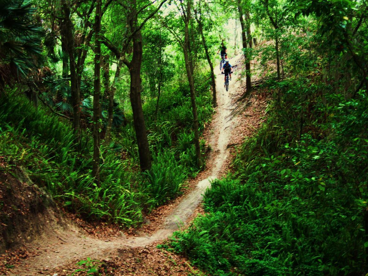 A lush green wooded area with a dirt bike trail winding through it. Two mountain bikers are visible, navigating a path that curves to the left and descends into a shaded section surrounded by trees and dense foliage. Alafia River State Park mountain bike trail.