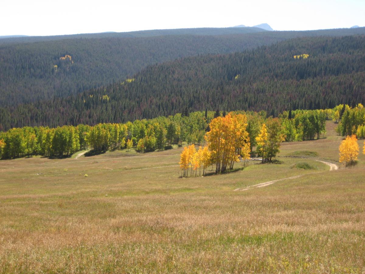 A panoramic view of a vast landscape featuring a mix of green and yellow trees, indicating the onset of autumn. In the foreground, a patch of golden aspen trees stands out against the backdrop of darker evergreen forests and rolling hills. A dirt path winds through the grassy field, leading into the wooded area in the distance. The scene is illuminated by bright sunlight under a clear blue sky. Meadow Mountain mountain bike trail.