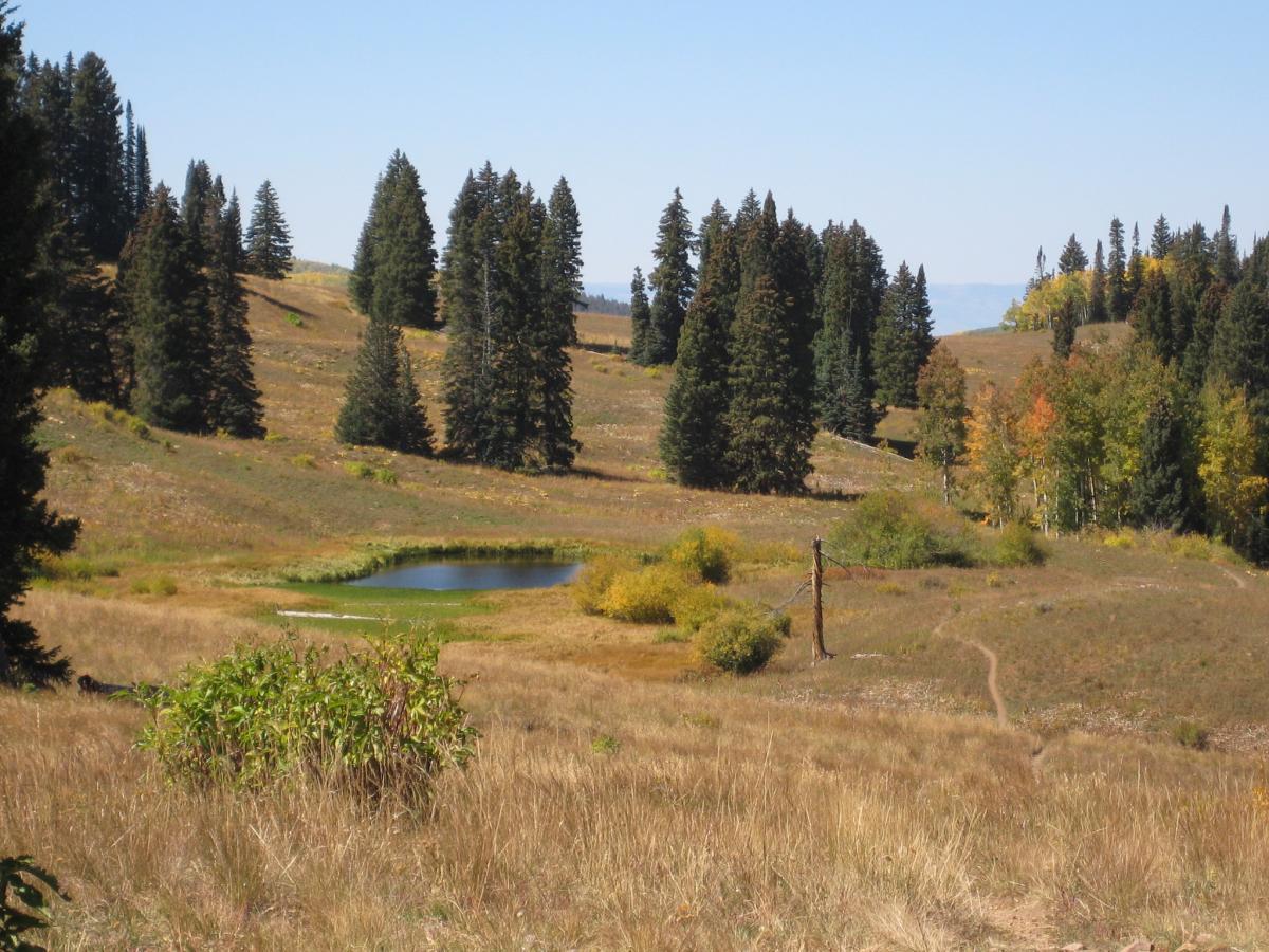 A serene landscape featuring a small pond surrounded by grassy fields and clusters of evergreen trees. The scene is set under a clear blue sky, with hints of autumn colors in the foliage. A winding path leads through the landscape, inviting exploration. Meadow Mountain mountain bike trail.