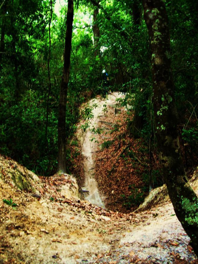 A dirt path winding through a dense forest, flanked by tall trees and lush greenery. The trail descends steeply, revealing a mix of soil and scattered leaves, suggesting a natural and rugged outdoor environment. Alafia River State Park mountain bike trail.
