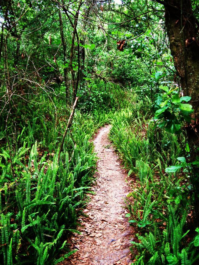 A narrow dirt path winding through a lush green forest, flanked by vibrant ferns and overhanging tree branches. Alafia River State Park mountain bike trail.