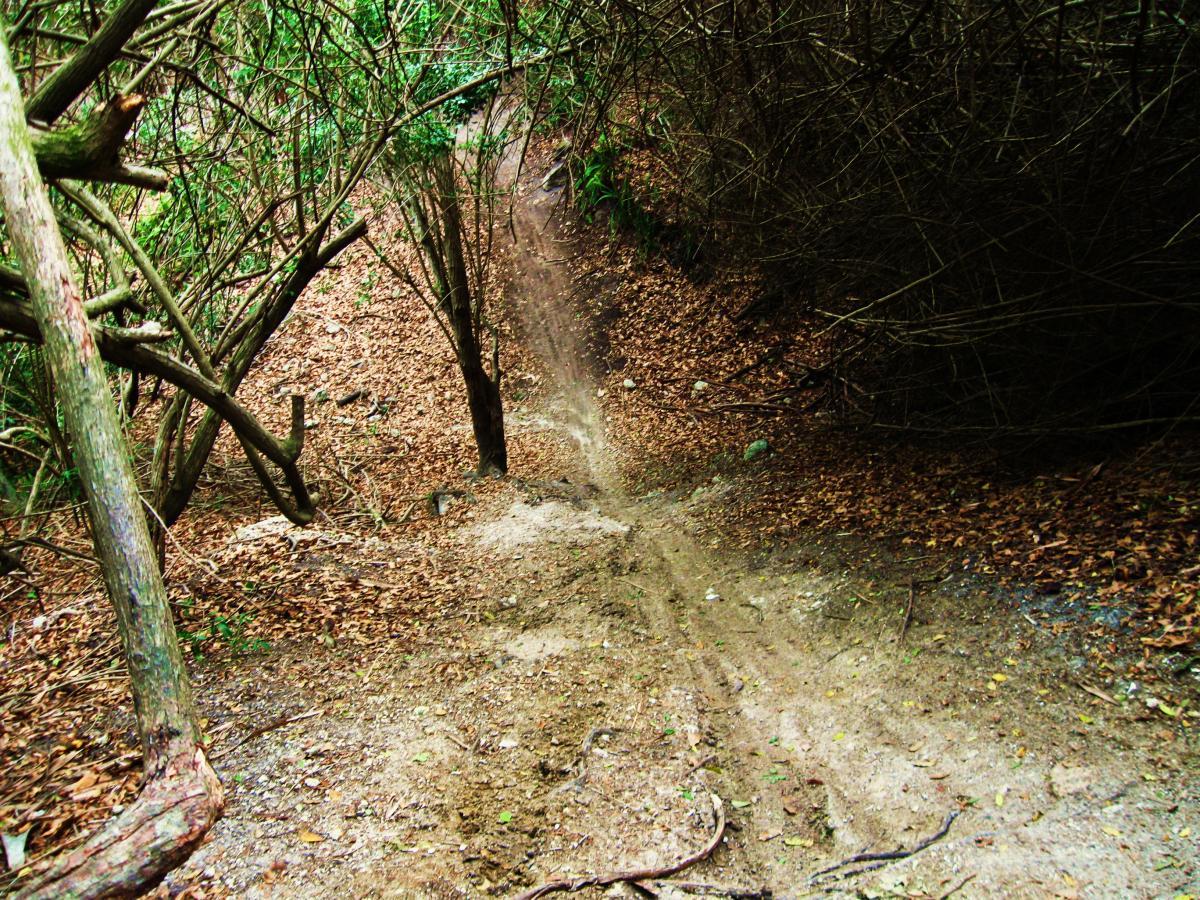 A narrow dirt path winding through a forest, surrounded by trees and underbrush, with fallen leaves covering the ground. The path appears to lead downhill, showcasing a natural, rugged environment. Alafia River State Park mountain bike trail.