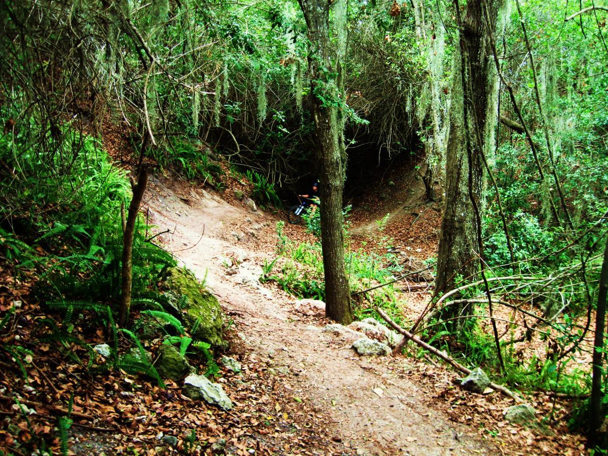 A winding dirt path through a lush green forest, lined with trees and ferns, leading towards a shaded area. The scene features fallen leaves scattered along the ground and hints of a cave or hollow in the background, surrounded by dense foliage. Alafia River State Park mountain bike trail.