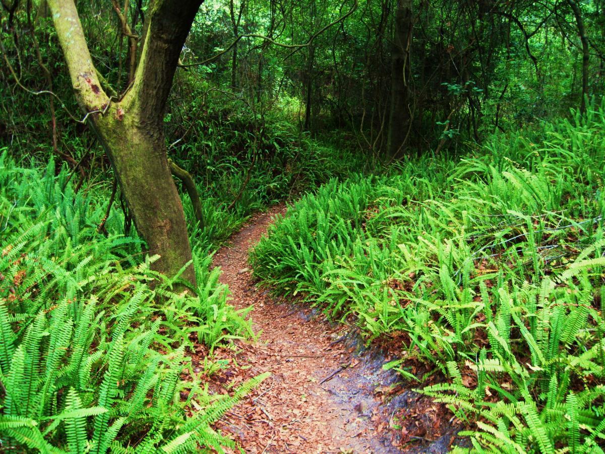 A narrow dirt path winds through a lush, green forest filled with ferns and tall trees, creating a serene and natural atmosphere. Alafia River State Park mountain bike trail.
