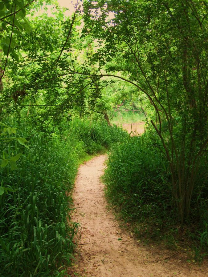 A winding dirt path through lush greenery, bordered by tall grass and overhanging trees, leading into a serene natural area. Comite Trails mountain bike trail.