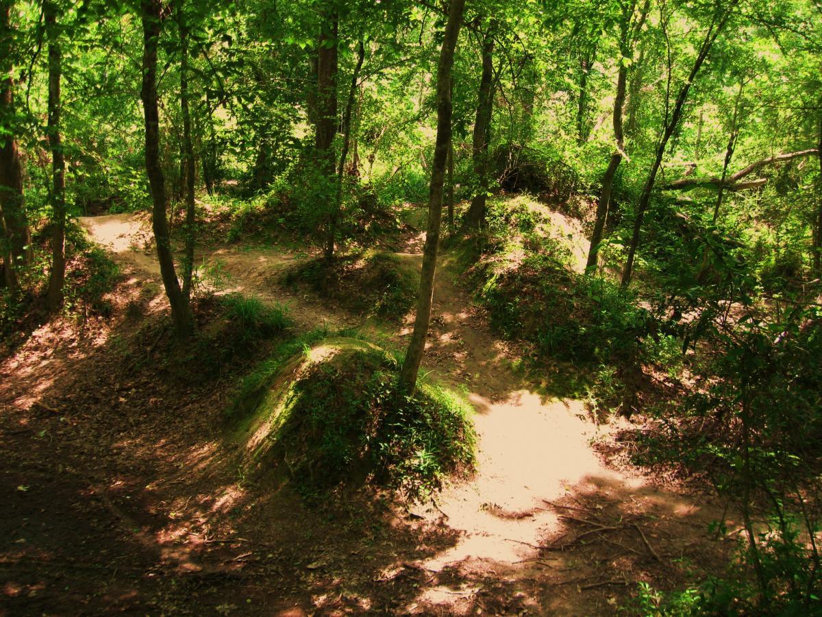 A winding dirt path through a lush green forest, surrounded by trees and underbrush. Sunlight filters through the leaves, creating dappled patterns on the ground. The trail has subtle hills and turns, suggesting a serene outdoor setting ideal for hiking or exploring. Comite Trails mountain bike trail.