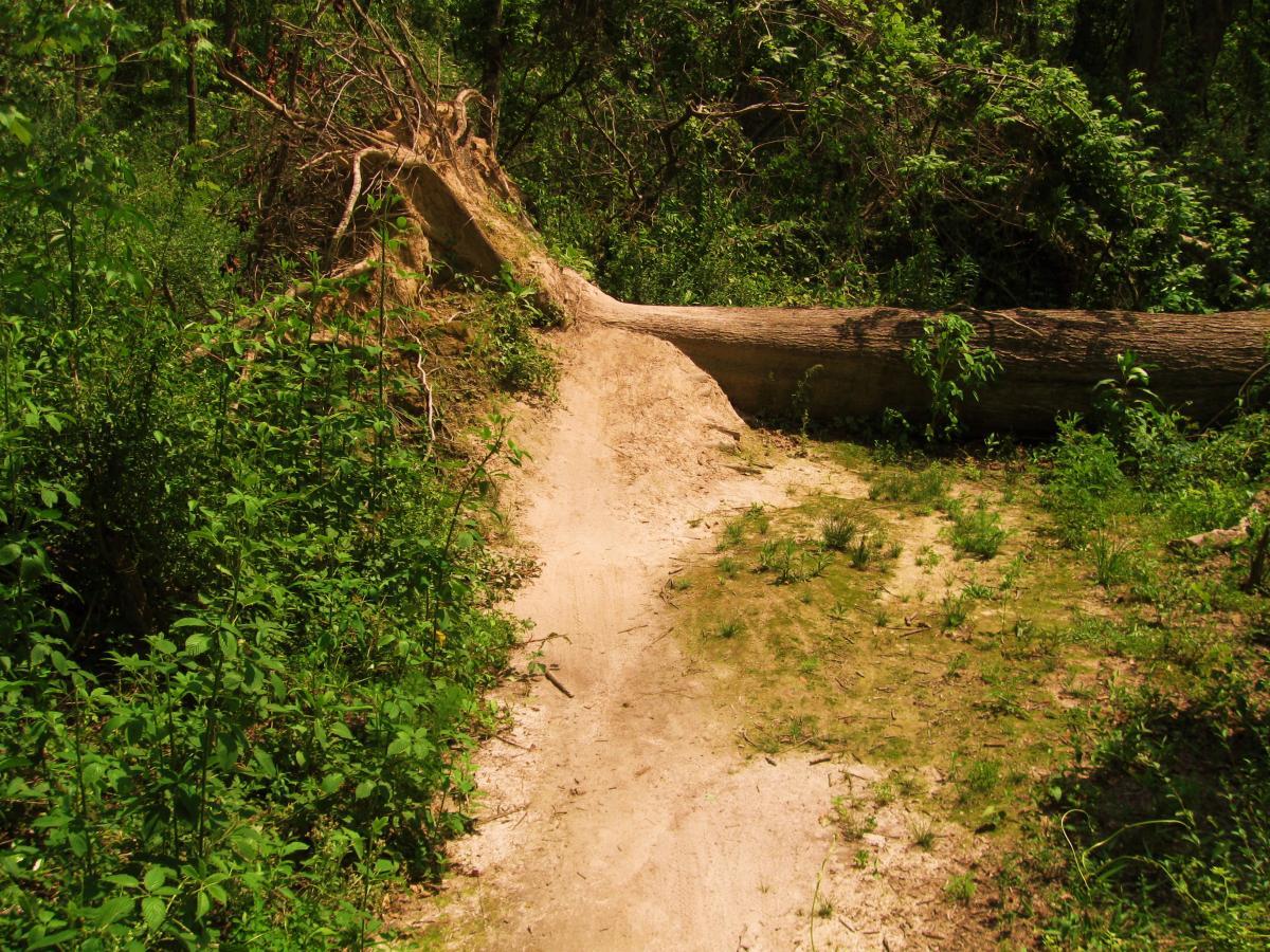 A narrow dirt path winding through dense green vegetation, with a fallen tree lying across the trail. The path is slightly raised on one side, suggesting it has been used frequently, while the surrounding undergrowth is lush and vibrant. Comite Trails mountain bike trail.