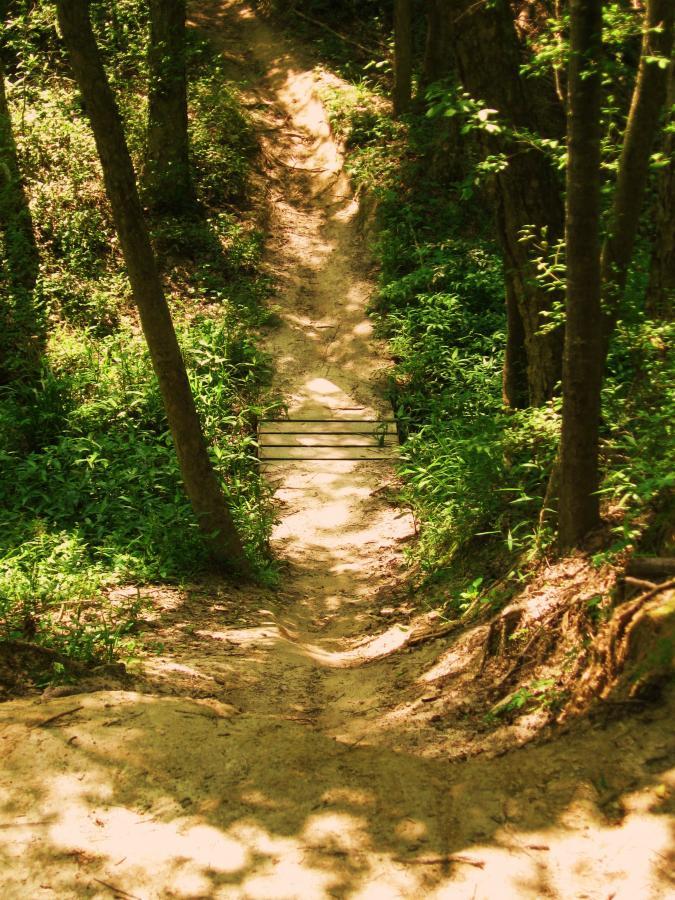 A sandy trail winding through a lush green forest, leading to a wooden bridge. The path is bordered by trees and vibrant foliage, dappled with sunlight. Comite Trails mountain bike trail.