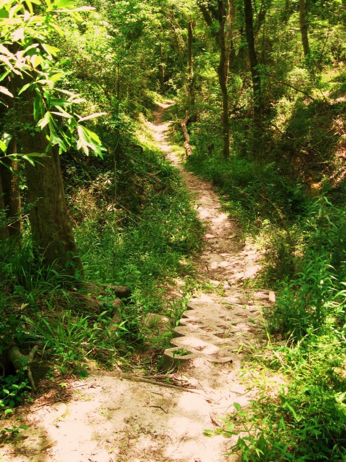 A narrow, winding dirt path cuts through a lush green forest, bordered by tall trees and dense foliage. Sunlight filters through the leaves, casting dappled shadows on the ground. The trail features a few stone steps leading upward, inviting exploration of the natural surroundings. Comite Trails mountain bike trail.