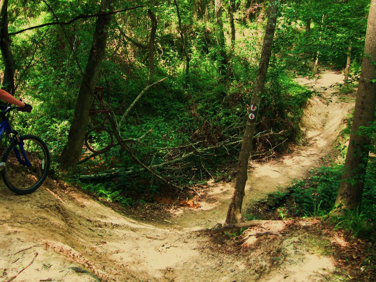 A mountain biker at a trail junction in a dense, green forest. The path splits into two directions, with one trail curving to the right and the other leading off to the left. Nearby, a bicycle hangs from a tree branch, and trail signage is visible, indicating route options. Sunlight filters through the foliage, creating a vibrant and inviting outdoor scene. Comite Trails mountain bike trail.