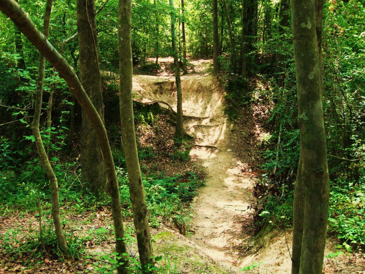 A sunlit dirt path winding through a lush green forest, surrounded by tall trees and dense undergrowth. The path is sandy and shows signs of use, leading toward an incline in the background. Comite Trails mountain bike trail.