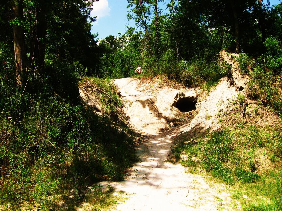 A sandy trail winding through a dense, green forest, with elevated earthen banks on either side. A small cave-like opening is visible on the left side of the path, surrounded by lush vegetation and trees. Bright sunshine filters through the leaves, casting dappled light on the pathway. Comite Trails mountain bike trail.