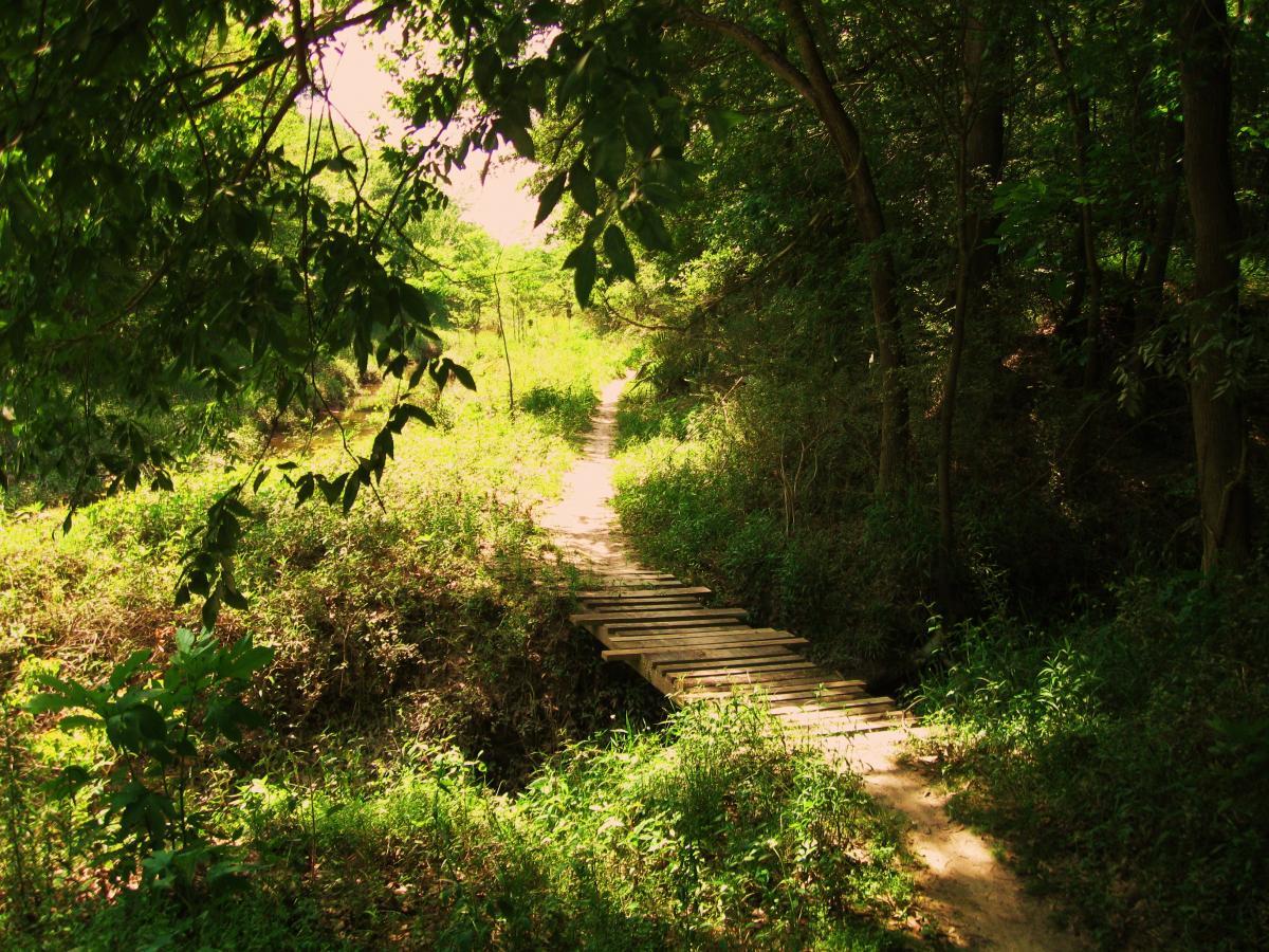 A narrow dirt path winding through lush greenery, with a wooden footbridge crossing over a small ravine. Sunlight filters through the trees, creating a serene and inviting atmosphere. Hooper Road mountain bike trail.