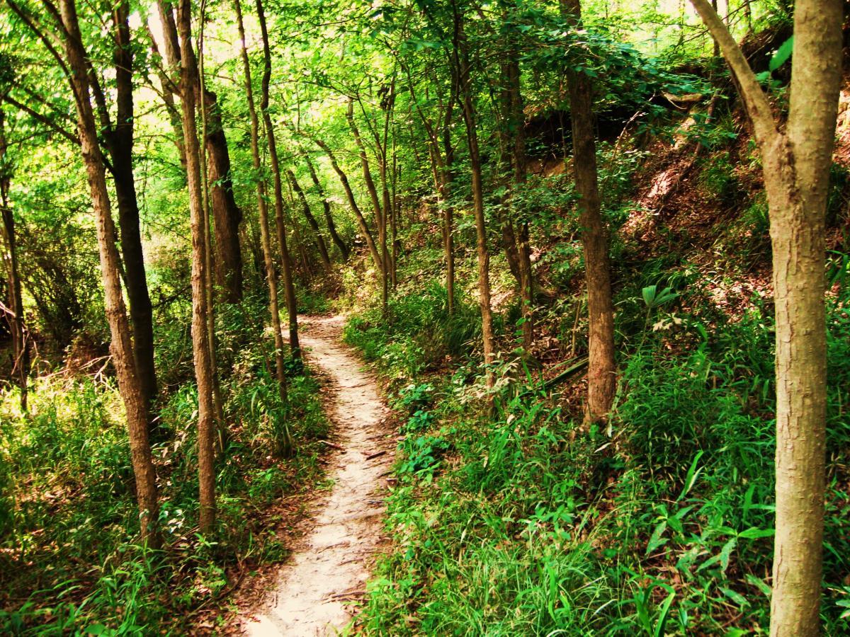 A winding dirt path through a lush green forest, bordered by tall trees and dense foliage. The sunlight filters through the leaves, creating a tranquil and inviting atmosphere. Comite Trails mountain bike trail.